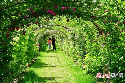 慶陽(yáng)“一工程一行動(dòng)” 為生態(tài)建設(shè)加碼 打造休閑觀光新標(biāo)桿